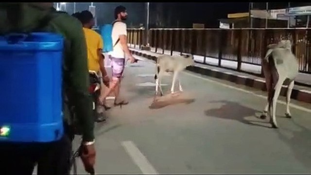 लम्पी स्किन रोग संक्रमण