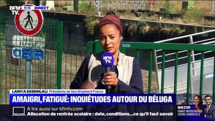 Béluga piégé dans la Seine: "L'euthanasie qui, à un moment donné, avait été évoquée, a été écartée", selon Sea Sheperd France