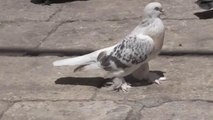 Şanlıurfa haberleri: ŞANLIURFA - Kuşçu Mahmut, 45 yıldır güvercin besliyor