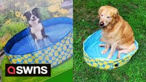 Woman left unimpressed after 'bargain' dog pool arrives and her golden retriever BARELY fits in it
