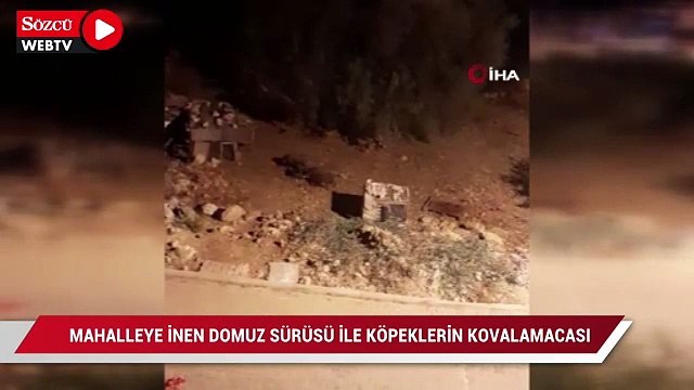 Mahalleye inen domuz sürüsü ile köpeklerin kovalamacası kamerada