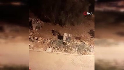 Mahalleye inen domuz sürüsü ile köpeklerin kovalamacası kamerada