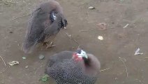 Titri Guinea Fowl/China Murgi/Titri Bird forming /China Hen/Chakori in Pakistan/#india /Bunny bird/Expand Mini