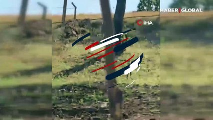 2 metrelik dev yılanların dansı şoke etti!