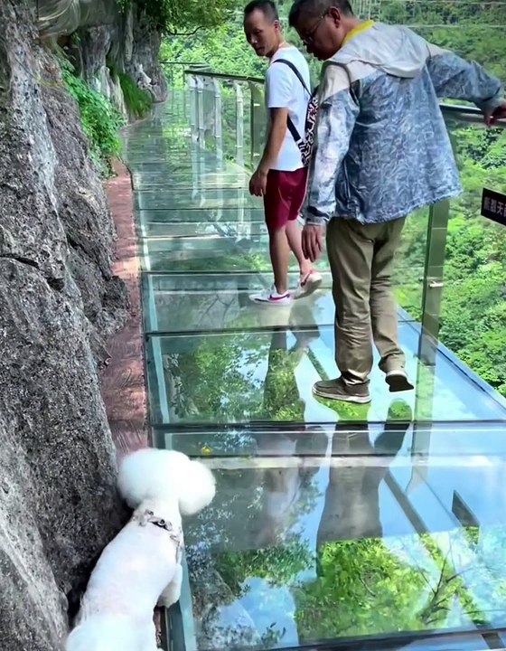 Funny Animals That Are Too Hard To Handle - Funniest Animals Videos