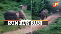 Straying Elephant Triggers Panic In Odisha’a Athagarh
