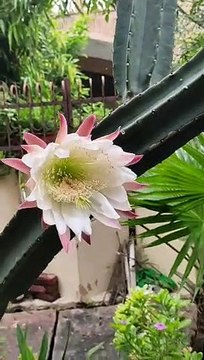 कांटो के बीच खिले फूल,सावन के महीने में जहाँ हर तरफ हरियाली छा रही है वही कैक्टस के पेड़ में भी फूल अपनी छँटा बिखेर रहे है,देखे वीडियो