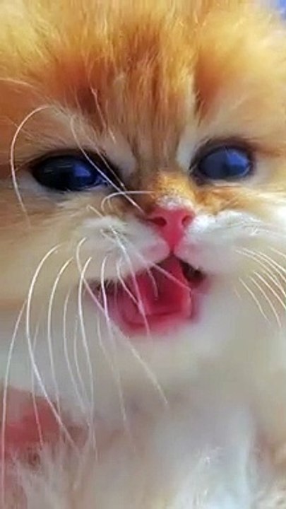 Today’s crazy cat video!