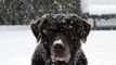 A very cold dog is standing and barking so cold it is wearing ice | funny animal |
