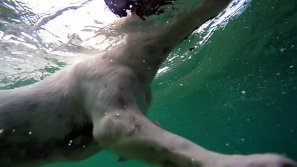 The dog is cutting the satan in the sea The satin is cut very nicely | Funny Animal |