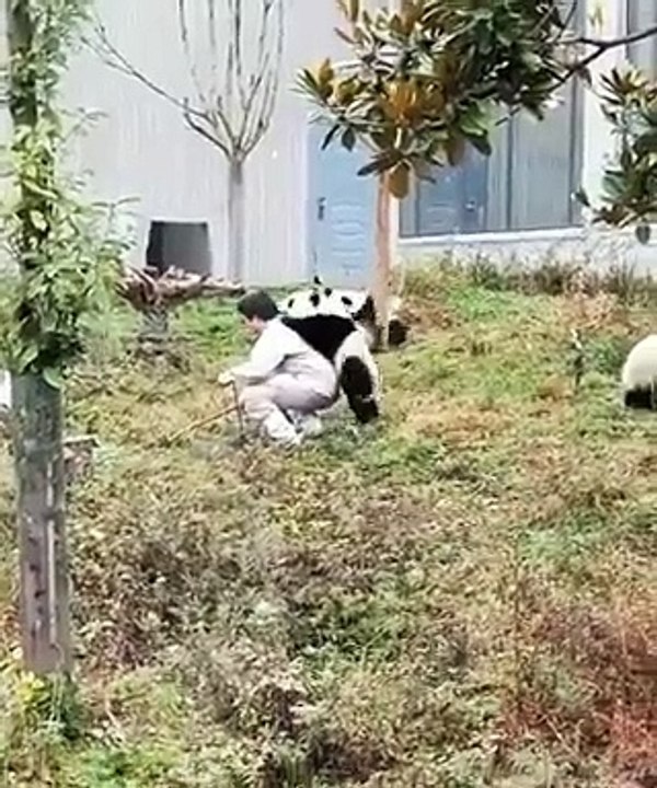 Dure journée de travail pour ce soigneur de pandas