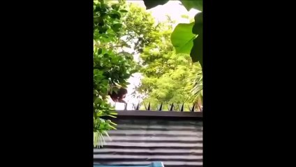 Ce singe prend beaucoup de risque... surtout que ça pendouille beaucoup