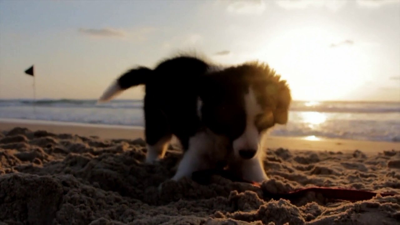 The dog is very clever while hunting by the sea