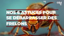 Les frelons vous gâchent votre été : nos 6 astuces naturelles pour s'en débarrasser