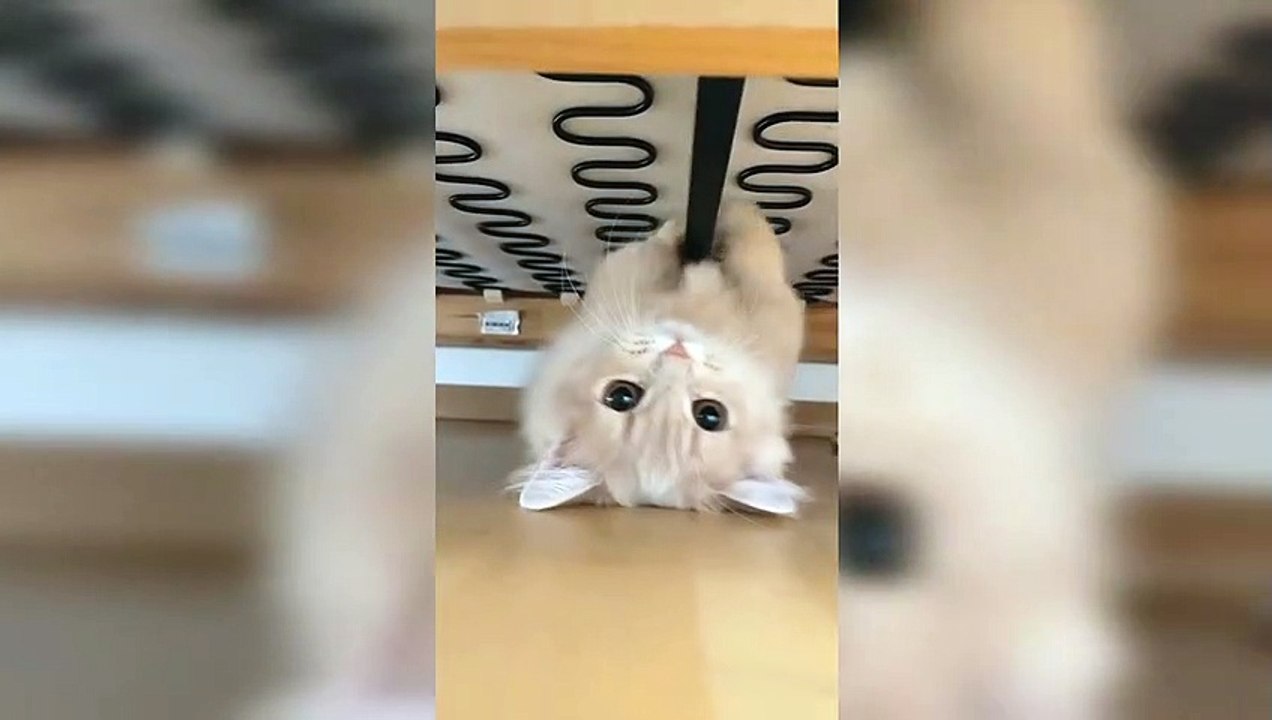 Cute Kitty