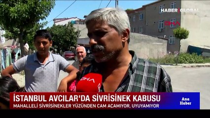 İstanbul'da yeni tehlikenin adı: Aedes