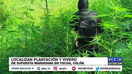 ¡Localizan plantación y vivero de marihuana en Tocoa!