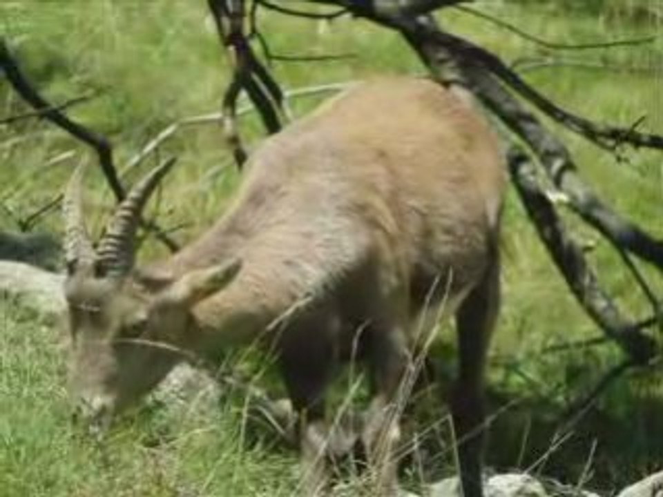 animaux reve de montagne photos rando