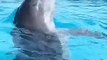 Delfines imitan el nado de diferentes animales a la perfección