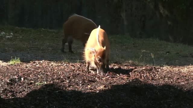 La ola de calor alemana afecta a los animales del zoológico