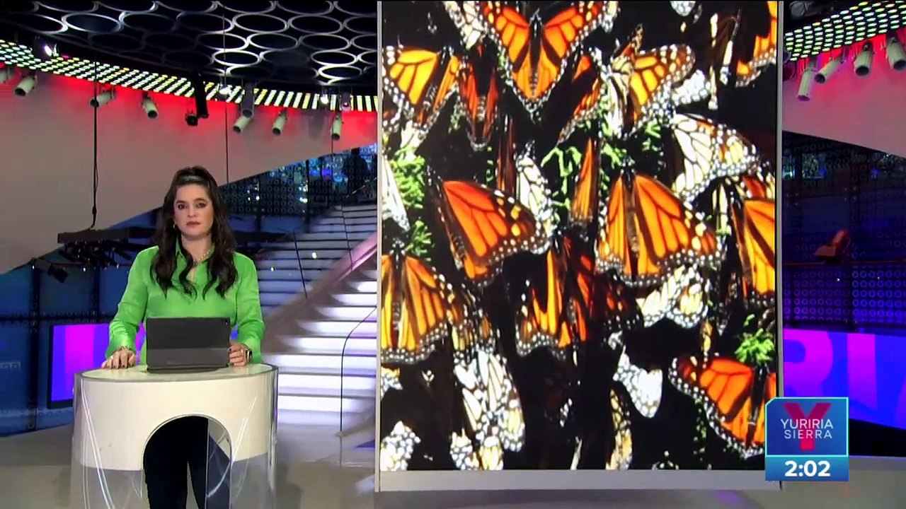 Mariposa monarca peligra por el cambio climático y la tala ilegal