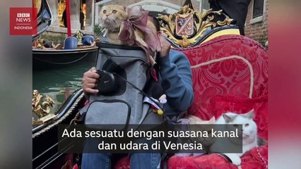 Membawa Tiga Kucing Liburan ke Luar Negeri:  Saya Tak Bisa Bayangkan Berlibur Tanpa Bawa Mereka