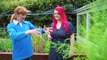 Beechgrove Garden 2022 episode 18