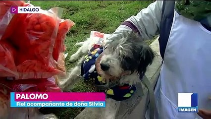 Perrito vende chicharrones junto a su dueña en calles de Hidalgo