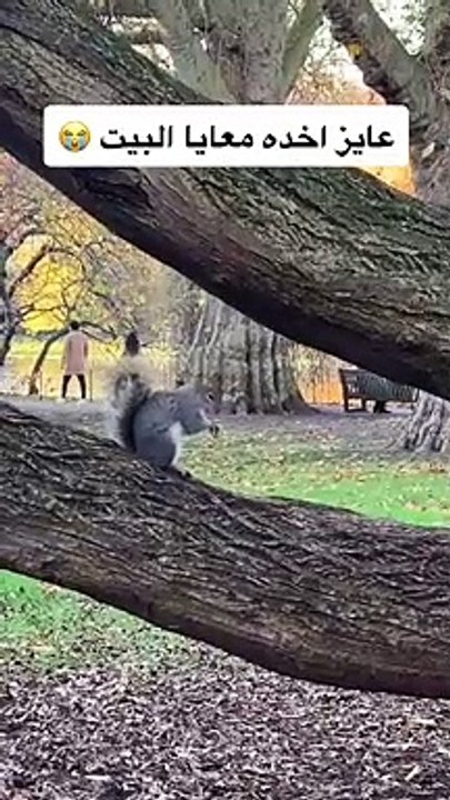 sweet squirrel eat cute animals #animal #squirrel #monkey #shorts