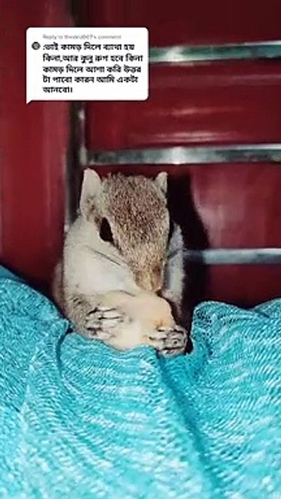 sweet squirrel eat cute animals #animal #squirrel #monkey #shorts
