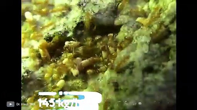 This is How Ants Built This Giant City