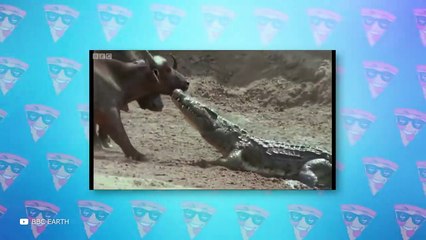 Crazy Buffalo Attacks Caught On Camera