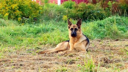 This Dog Is 100 Times More Dangerous Than Wolf