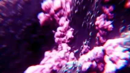 Unreal Hybrid Animals Created By Scientists