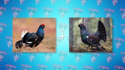 Rarest Cross Breed Animals In The World