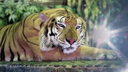 The Greatest Fights In The Animal Kingdom