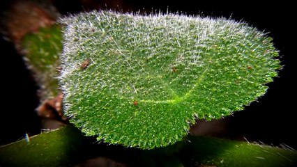 TOP 10 Razones Para NO Visitar Australia!!