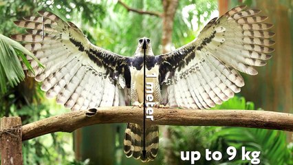 You Need to See What The Most Dangerous Bird In The World Can Do