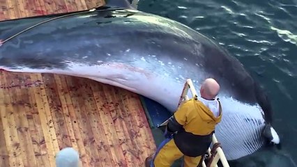 This Is What Biggest Whale In The World Can Do