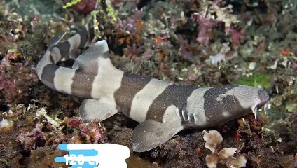 10 Most Rare Shark Species Hidden in The Ocean