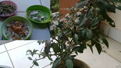 manfaat kulit telur untuk tanaman yang mudah kita aplikasikan