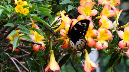 You’ll Be a Millionaire If You Find This Animal