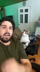 Best Funny Cute CatsFail  Moments Viral clips #Video #trending #funny  #viralvideo