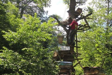 DEV AĞAÇLARDA KARA KOVAN BAL MESAİSİ