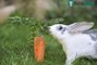 Funny and Cute Baby Bunny Rabbit Videos - Baby Animal Video Compilation #5