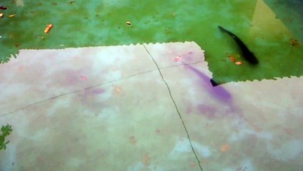 what is the name of this fish?