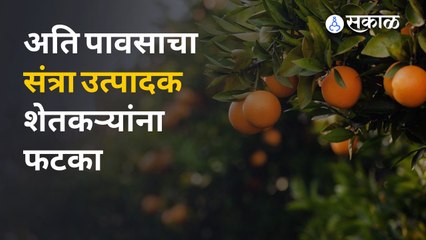 Fruit Damage: फळगळती मुळे संत्री उत्पादक शेतकरी हैराण
