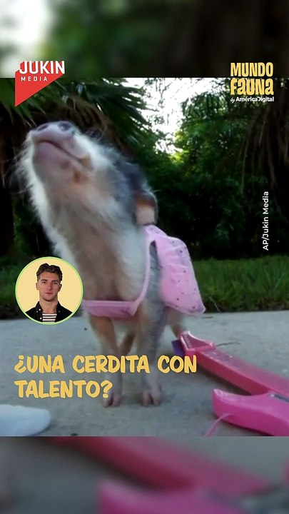 Conoce a Thimble, una cerdita con talento