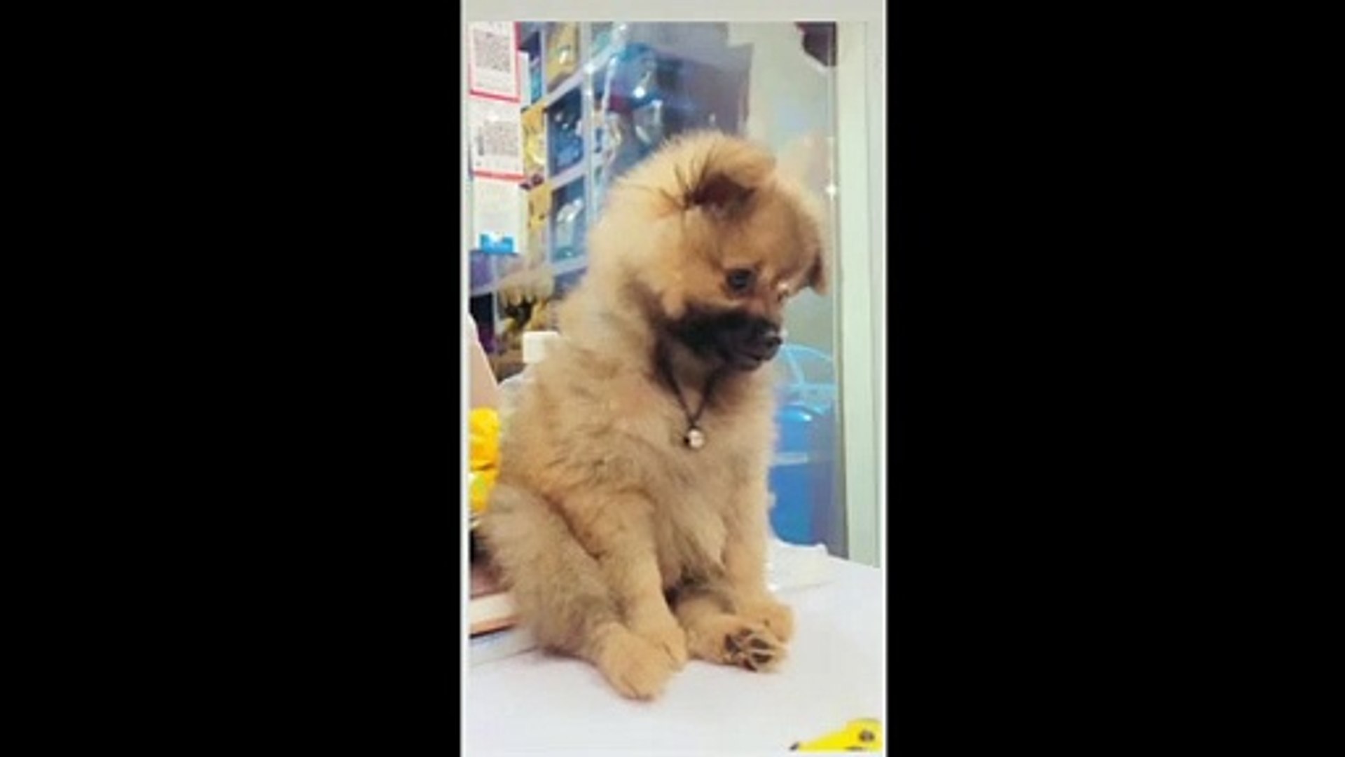 ⁣Cute Pets videos ( Dogs and Cats ) #pets #dogs