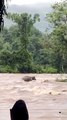 Watch: Wild elephant fights raging floodwaters for 7 hours amid Kerala floods